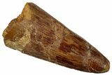 Cretaceous Fossil Crocodylomorph Tooth - Morocco #299188-1